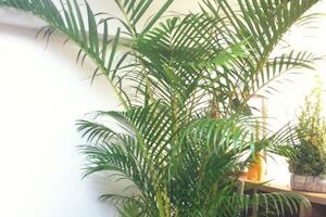 犬とのおでかけに最適な ドッグフレンドリーカフェ 7選