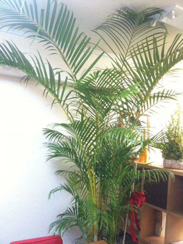 サービシンク事務所は現在緑いっぱいになっております。